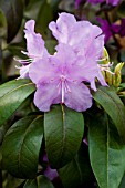 RHODODENDRON PJM