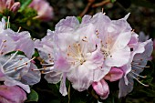 RHODODENDRON ISOLA BELLA