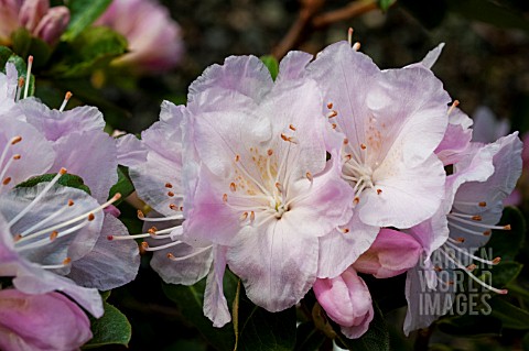 RHODODENDRON_ISOLA_BELLA
