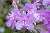 RHODODENDRON PJM