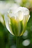 TULIPA SPRING GREEN