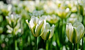 TULIPA SPRING GREEN