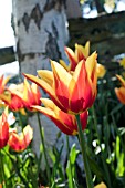 TULIPA QUEEN OF SHEBA