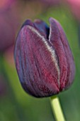 TULIPA QUEEN OF THE NIGHT