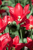 TULIPA MONEY MAKER