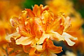 RHODODENDRON (AZALEA) CHRISTOPHER WREN