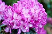 RHODODENDRON ELSIE WATSON