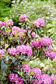 RHODODENDRON ELSIE WATSON