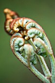 MATTEUCCIA STRUTHIOPTERIS, EMERGING OSTRICH OR SHUTTLECOCK FERN