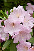 RHODODENDRON LODERI KING GEORGE