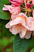 RHODODENDRON PESTES FIRE LIGHT