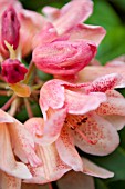 RHODODENDRON PESTES FIRE LIGHT