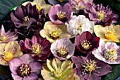 HELLEBORUS X HYBRIDUS, MIXED HYBRIDS FLOATING IN BOWL OF WATER