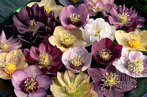 HELLEBORUS_X_HYBRIDUS_MIXED_HYBRIDS_FLOATING_IN_BOWL_OF_WATER