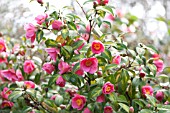 CAMELLIA X WILLIAMSII