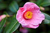 CAMELLIA X WILLIAMSII