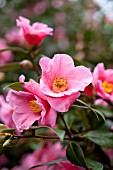 CAMELLIA JAPONICA SHOWA NO HIKARI