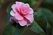 CAMELLIA JAPONICA DAISY EAGLESON