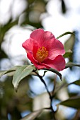 CAMELLIA JAPONICA JESSIE KATZ