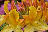 RHODODENDRON CALENDULACEUM