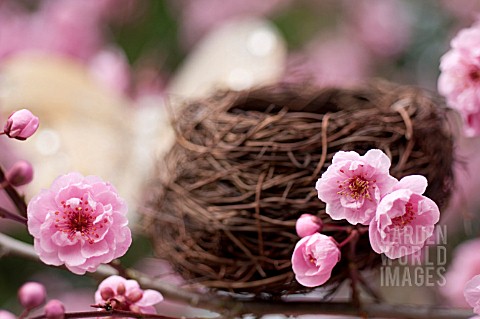 PRUNUS_X_BLIREIANA_FLOWERING_PLUM_BLOSSOM_IN_SPRING