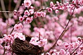 PRUNUS X BLIREIANA, FLOWERING PLUM BLOSSOM IN SPRING