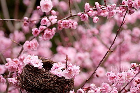 PRUNUS_X_BLIREIANA_FLOWERING_PLUM_BLOSSOM_IN_SPRING