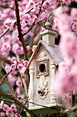 PRUNUS X BLIREIANA, FLOWERING PLUM BLOSSOM IN SPRING