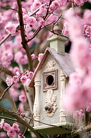 PRUNUS_X_BLIREIANA_FLOWERING_PLUM_BLOSSOM_IN_SPRING