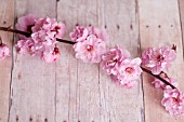 PRUNUS X BLIREIANA, PLUM BLOSSOM