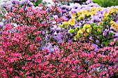 AZALEAS IN SPRING