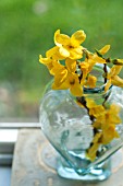 FORSYTHIA BRANCHES IN BLUE GLASS VASE