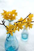 FORSYTHIA BRANCHES IN BLUE GLASS VASE