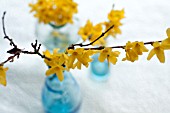 FORSYTHIA BRANCHES IN BLUE GLASS VASE