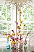 BRANCHES OF FORSYTHIA AND BLIREIANA PLUM BLOSSOM IN GLASS VASES