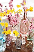 BRANCHES OF FORSYTHIA AND BLIREIANA PLUM BLOSSOM IN GLASS VASES