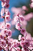 PRUNUS X BLIREIANA, FLOWERING PLUM BLOSSOM IN SPRING