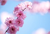 PRUNUS X BLIREIANA, FLOWERING PLUM BLOSSOM IN SPRING