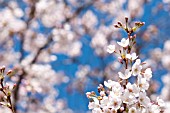 PRUNUS X YEDOENSIS, YOSHINO CHERRY TREE BLOSSOM IN SPRING