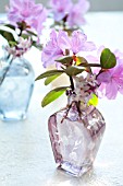 RHODODENDRON PJM BLOSSOMS IN COLORED VASE