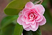 CAMELLIA JAPONICA DAISY EAGLESON