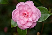 CAMELLIA JAPONICA ECSTACY