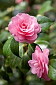 CAMELLIA JAPONICA ECSTACY