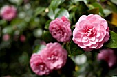 CAMELLIA JAPONICA ECSTACY