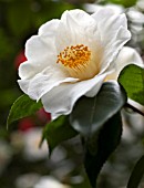 CAMELLIA JAPONICA ALBA SIMPLEX