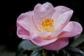 CAMELLIA JAPONICA BERENICE BODDY