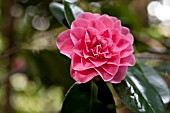 CAMELLIA JAPONICA FINLANDIA