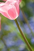 TULIPA PINK IMPRESSION