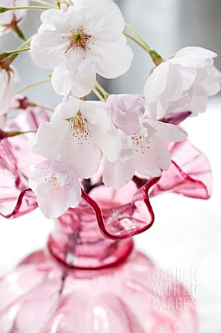 PRUNUS_X_YEDOENSIS_YOSHINO