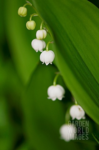 CONVALLARIA_MAJALIS_LILY_OF_THE_VALLEY